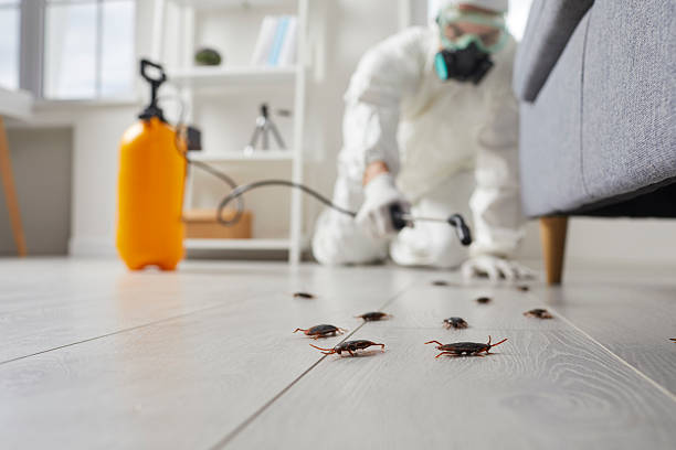 Commercial Rodent Management in Kingsville